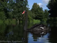 Zwarte zwaan [Cygnus atratus]
